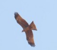 /album/photogallery/black-kite-in-flight-tendaba-jpg/